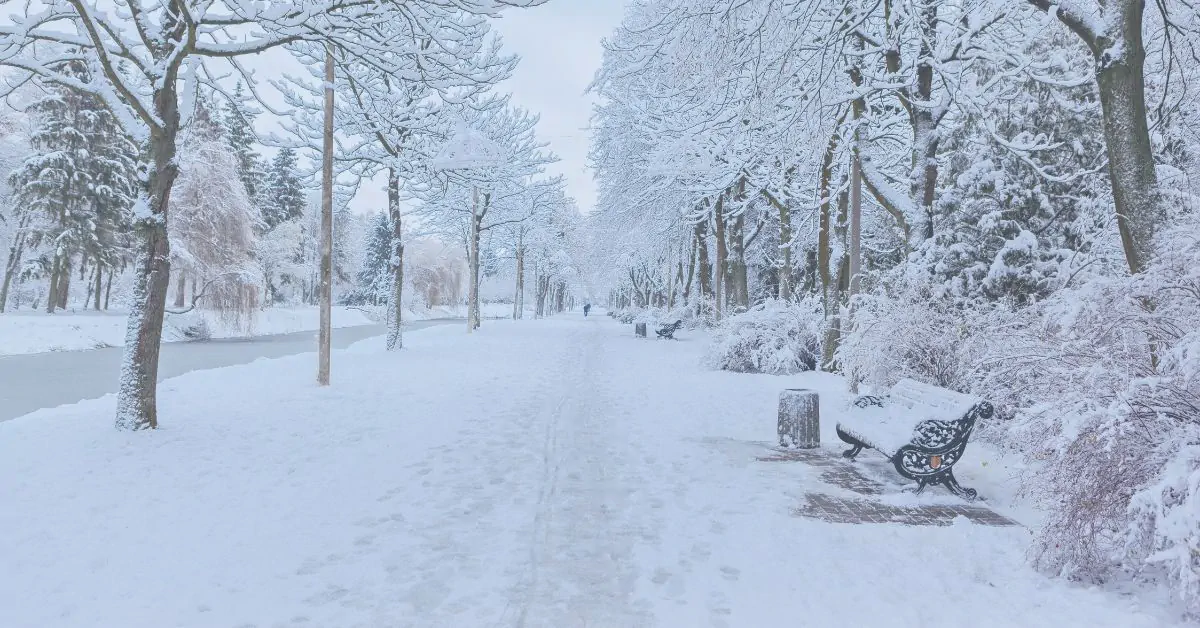 Tranquil winter scene: a snow-laden tree-lined pathway stretches into the distance, with snow-covered benches and heavy fresh snowfall on branches under a soft grey sky